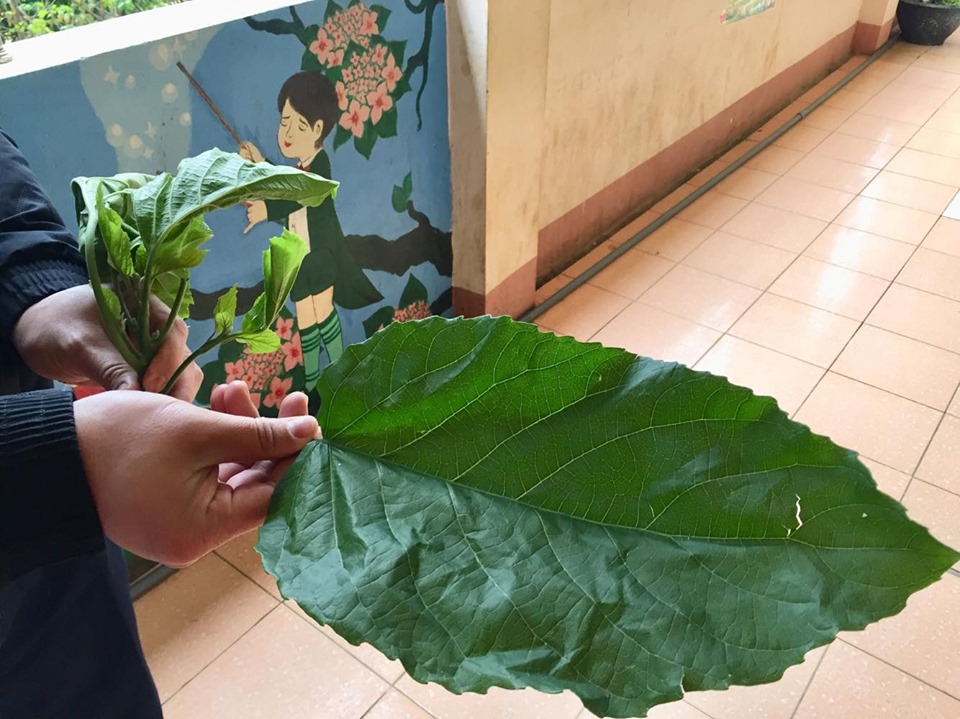 Hình ảnh tin tức Bé trai 70 tháng bị tan máu cấp nặng vì ăn lá du mại